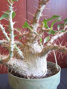 Pachypodium